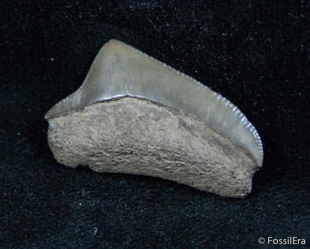 Fossil Squalicorax Tooth - North Carolina #1429